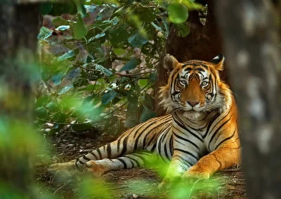 Ranthambore National Park